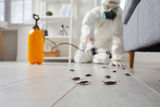 Commercial Rodent Management in Tavares